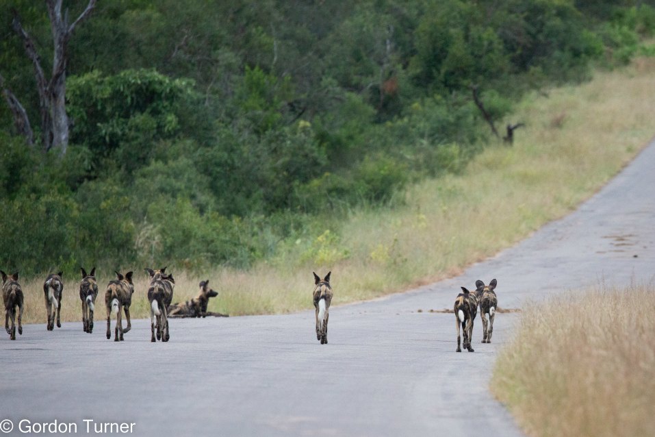 <h2>The Best of South Africa Escorted 2023</h2> 14 Nights | 6 Rounds | March 11 - 25